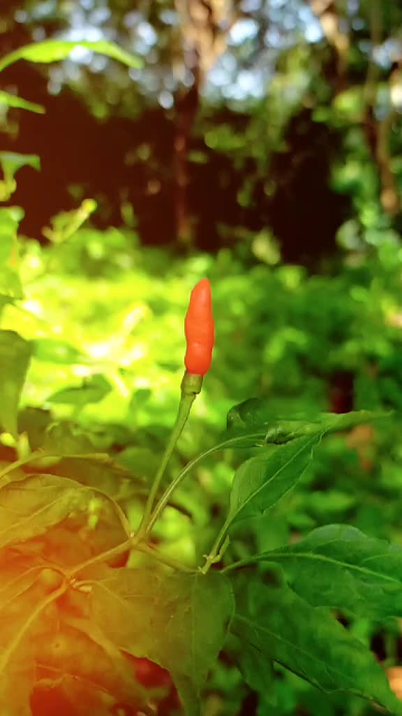 @ജോമോൻ പുലയൻ