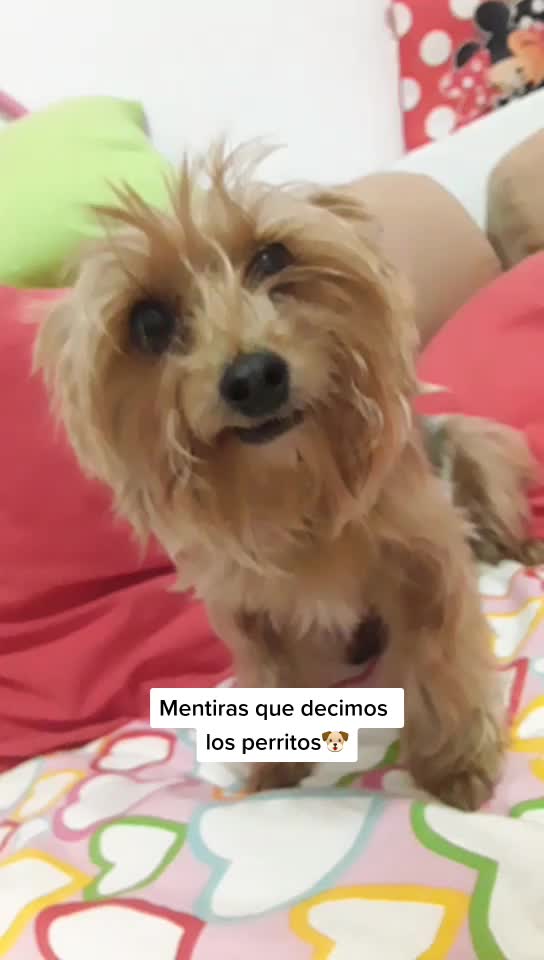 @😍 GOFIO Y PERLA 😍