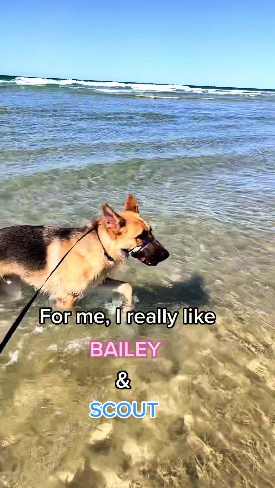 @Scout and Bailey 🐕🐶