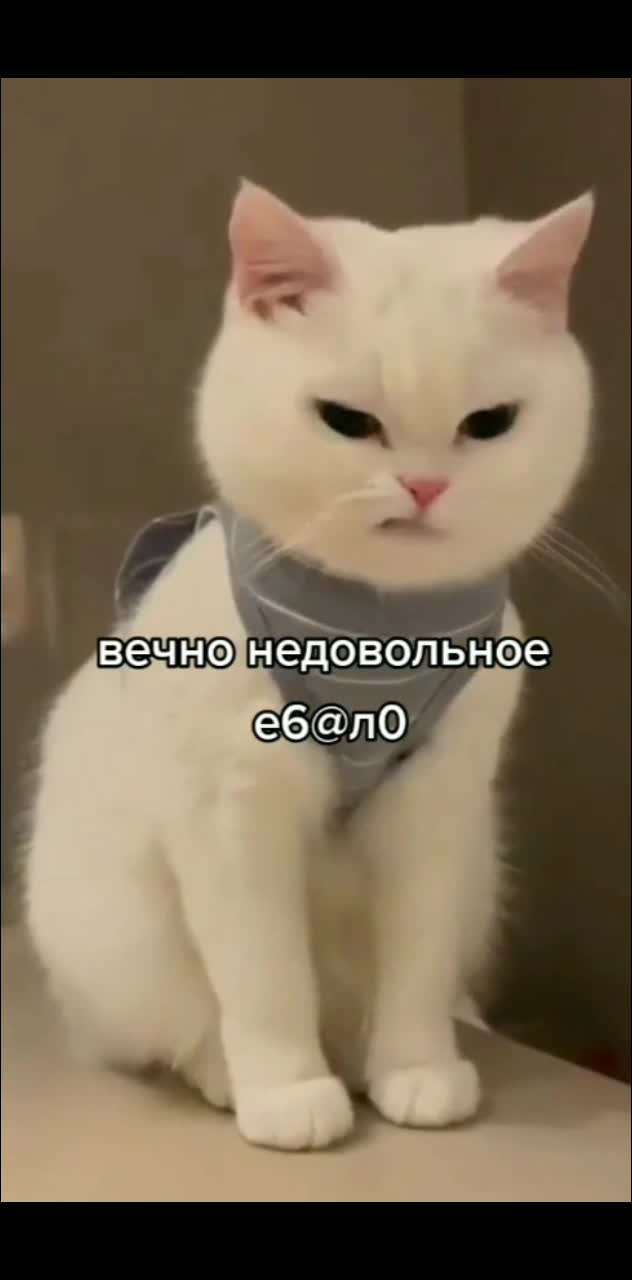 @🐈⬛🐾