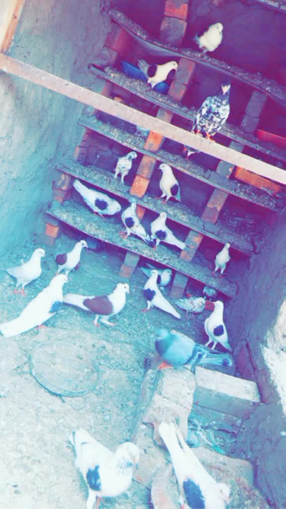 @Kirat Dhilwan