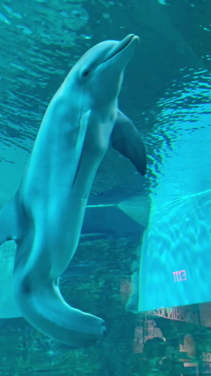 @dolphin_heart66