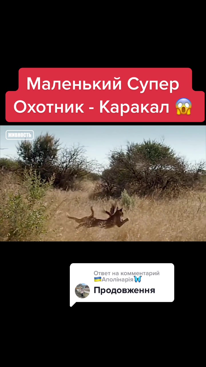 @Живность