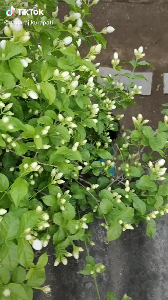 @SRAVANI G
