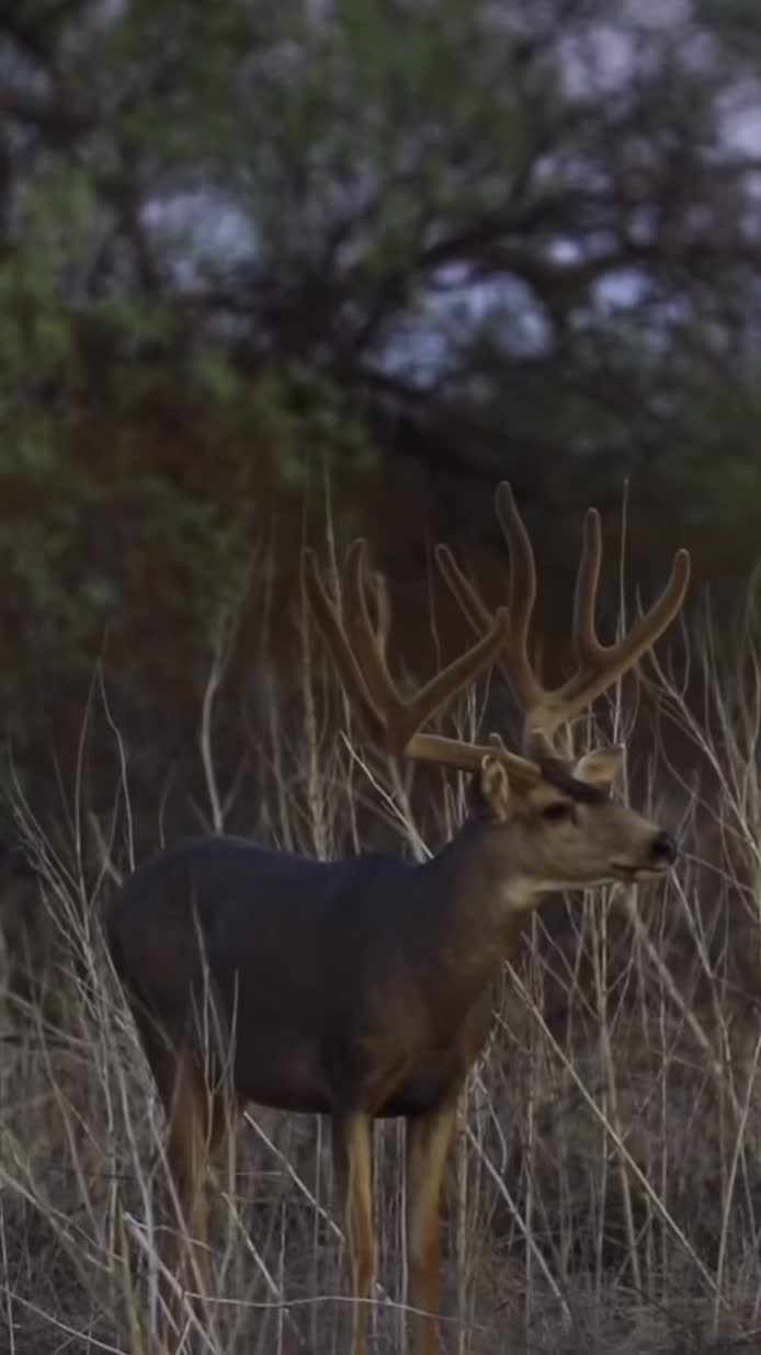 @WildLandTines