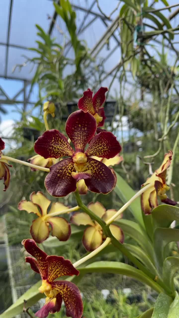 @Motes Orchids