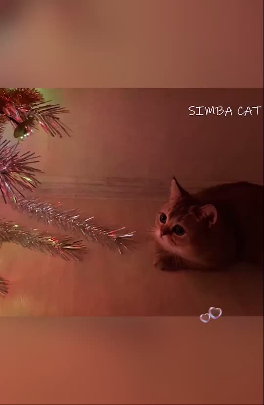 @Simba cat
