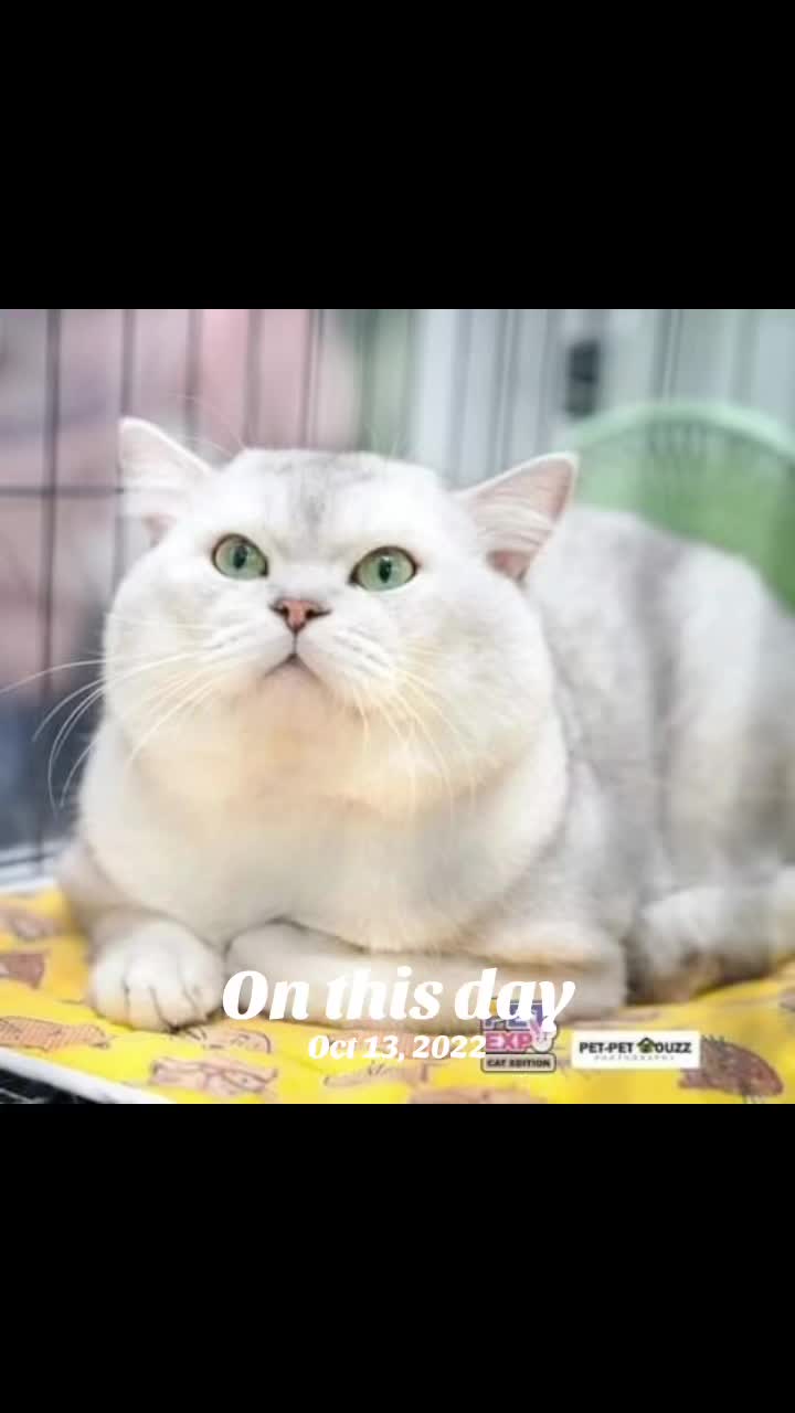 @YUN FLUFFY CATS