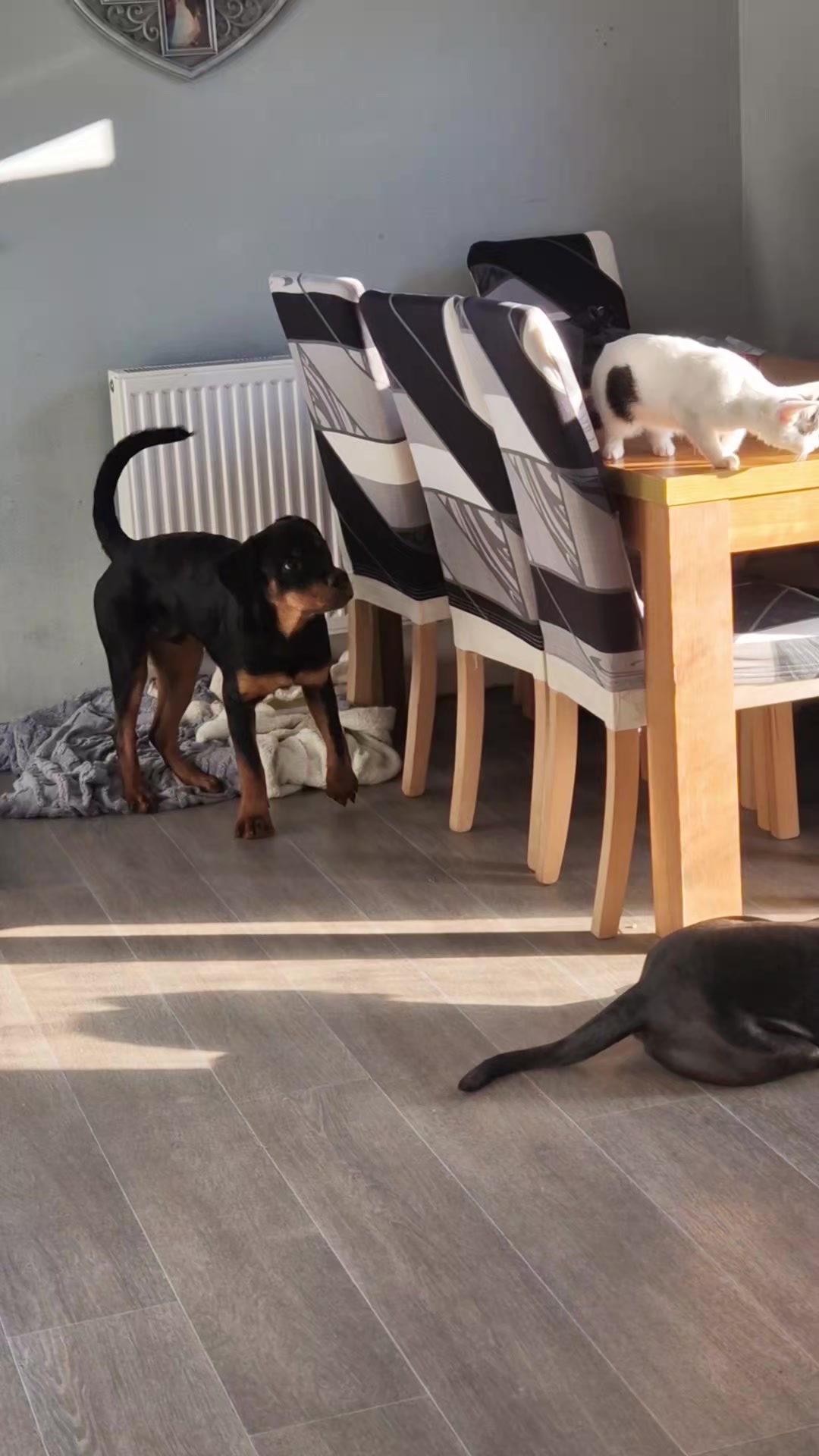 @Sam and the Furbabies