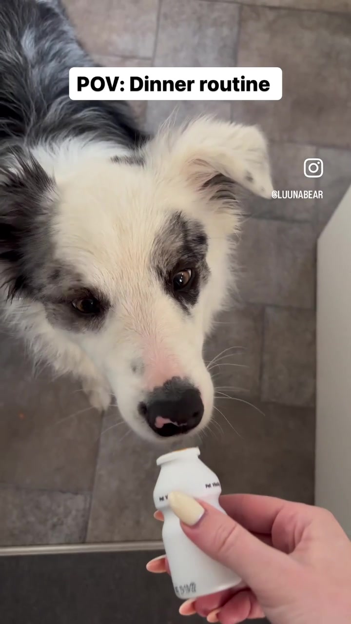 @life.with.collies