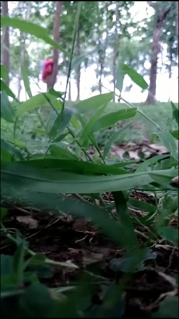 @KALAKAR MAJHI