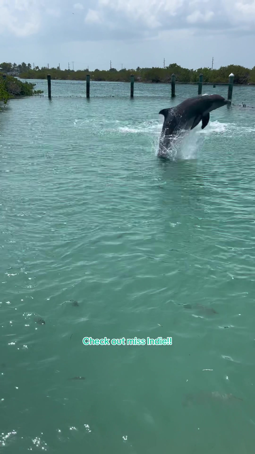 @dolphinconnection