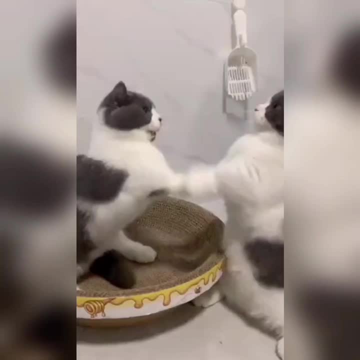 @leonupetpet