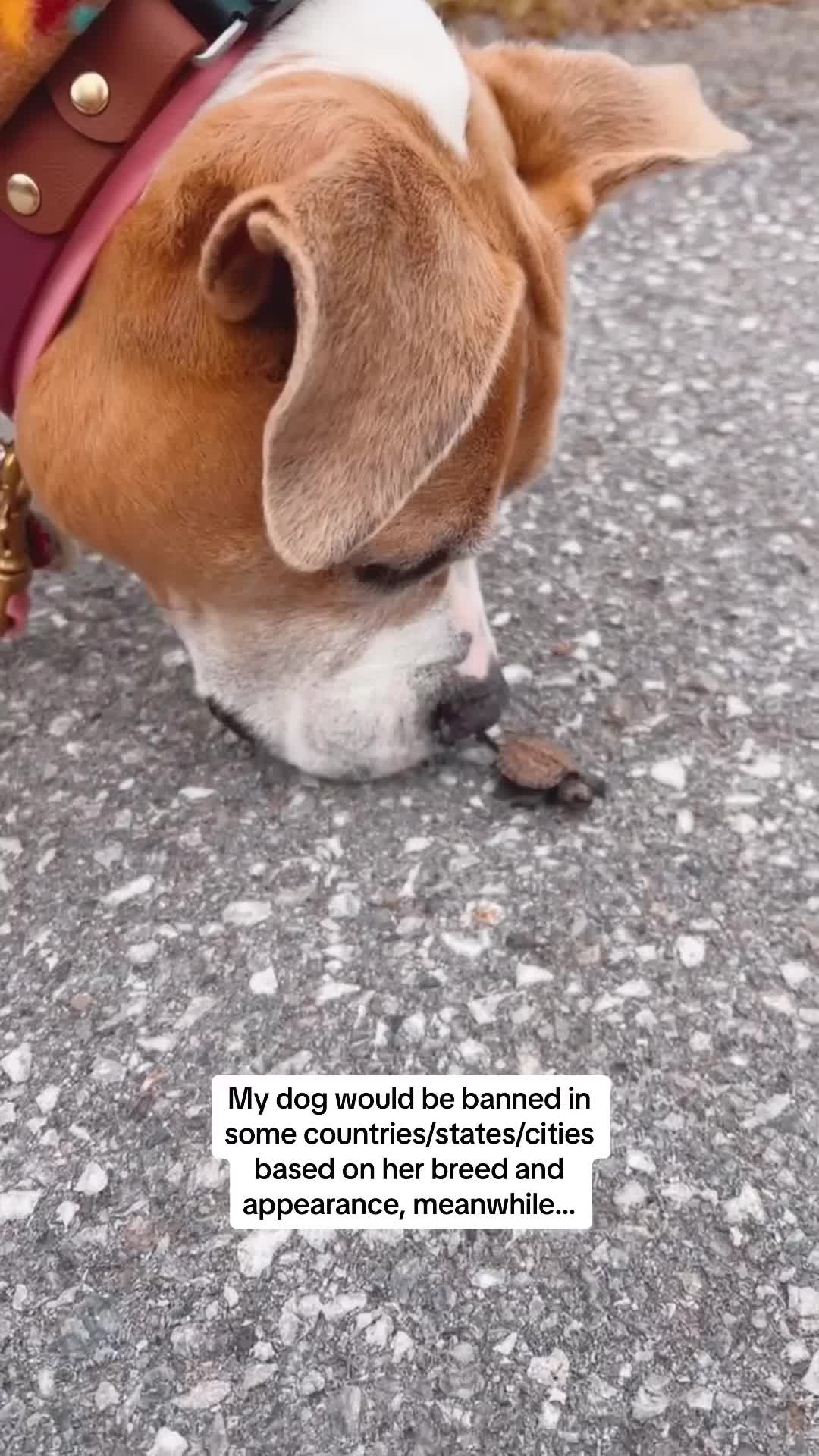 @LilyBug