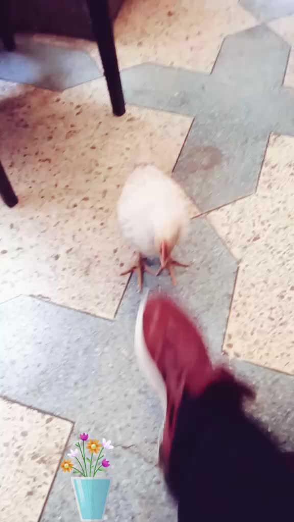 @الغربا2