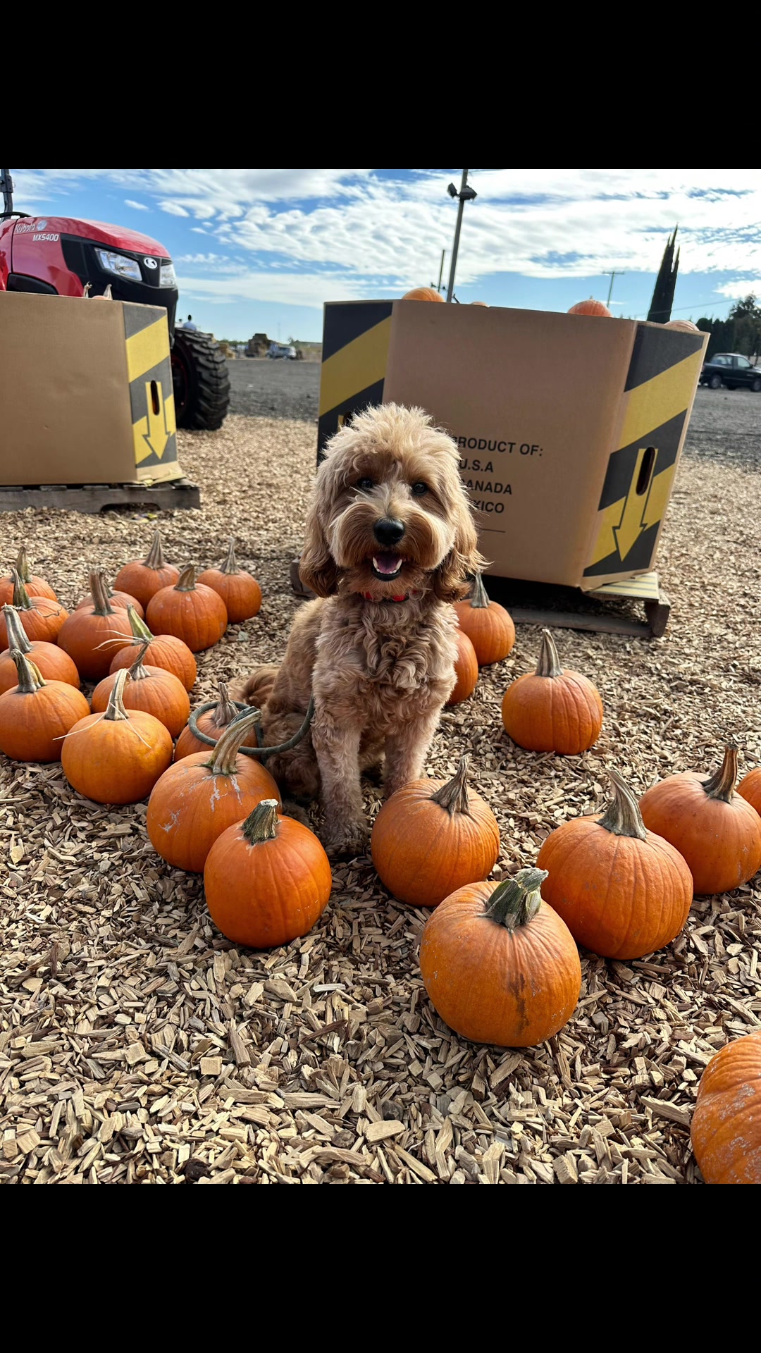 @TuckerTheTurlockDoodle