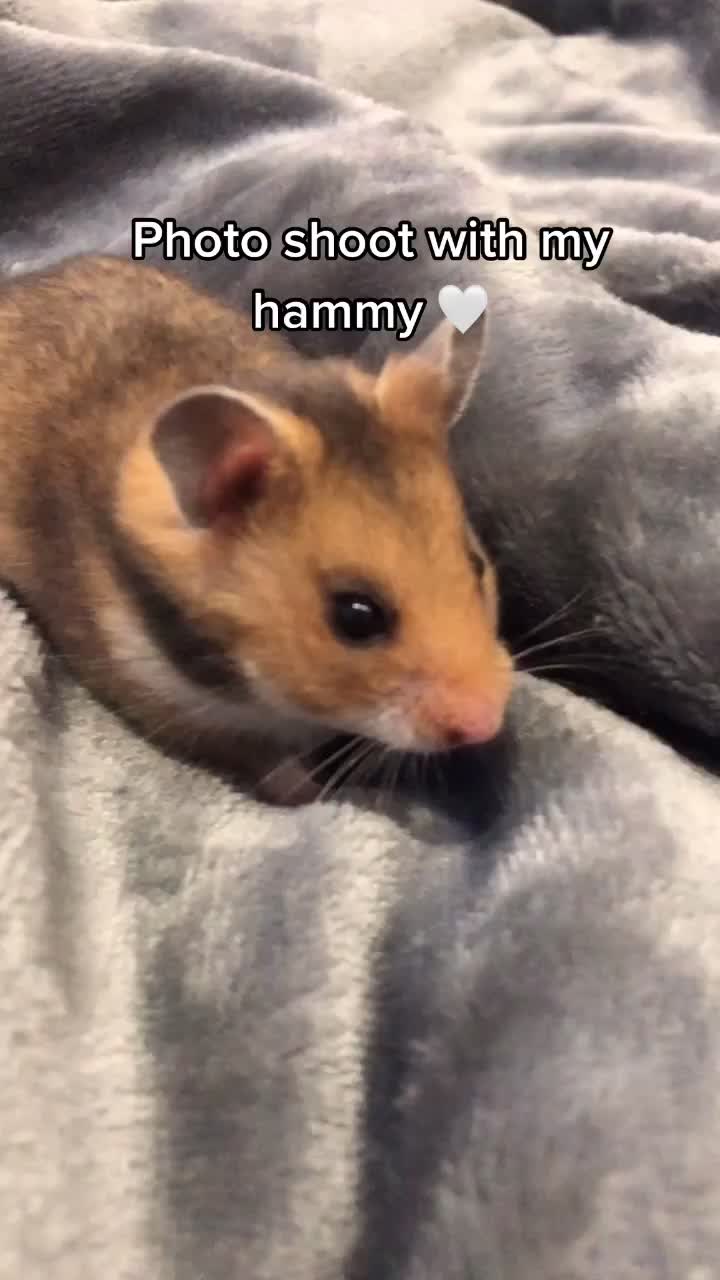 @pnutthehammyy