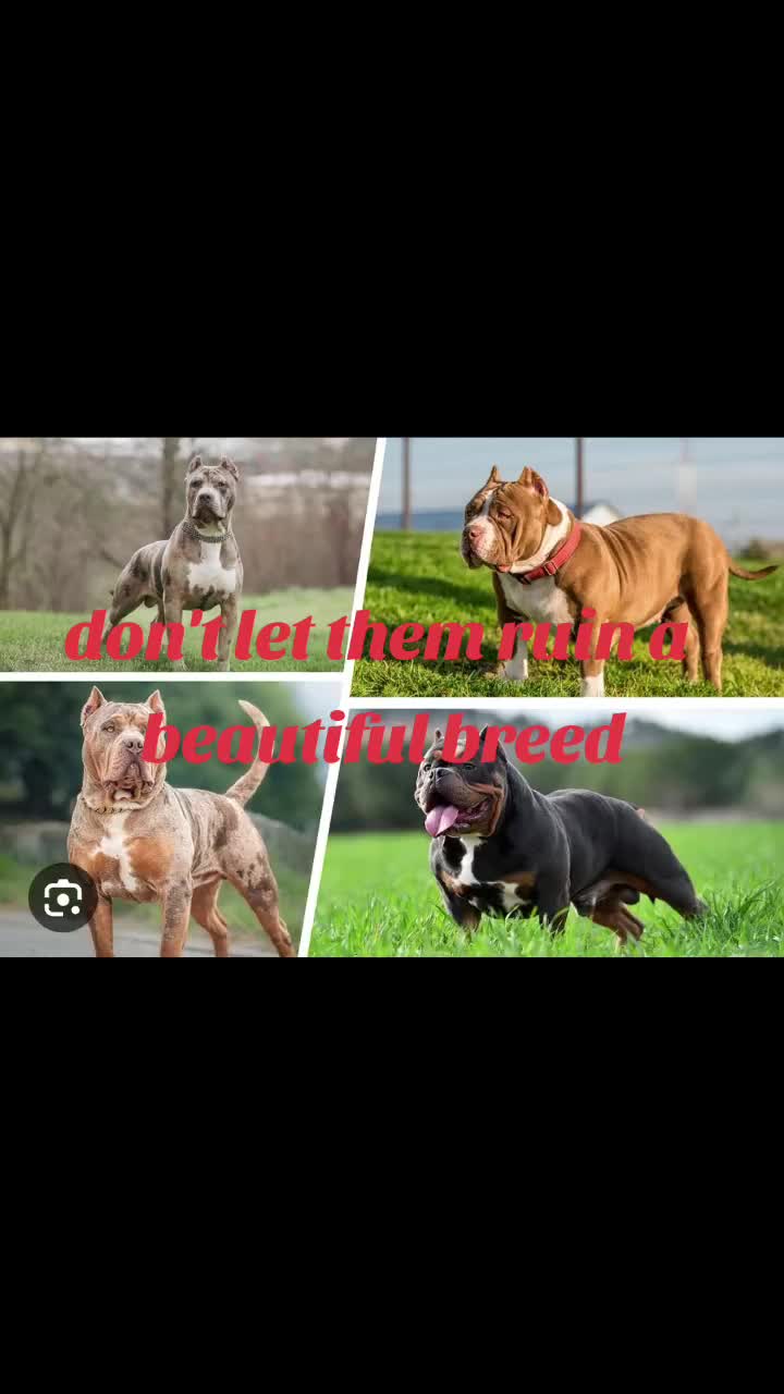 @SAVE THE XL BULLYS