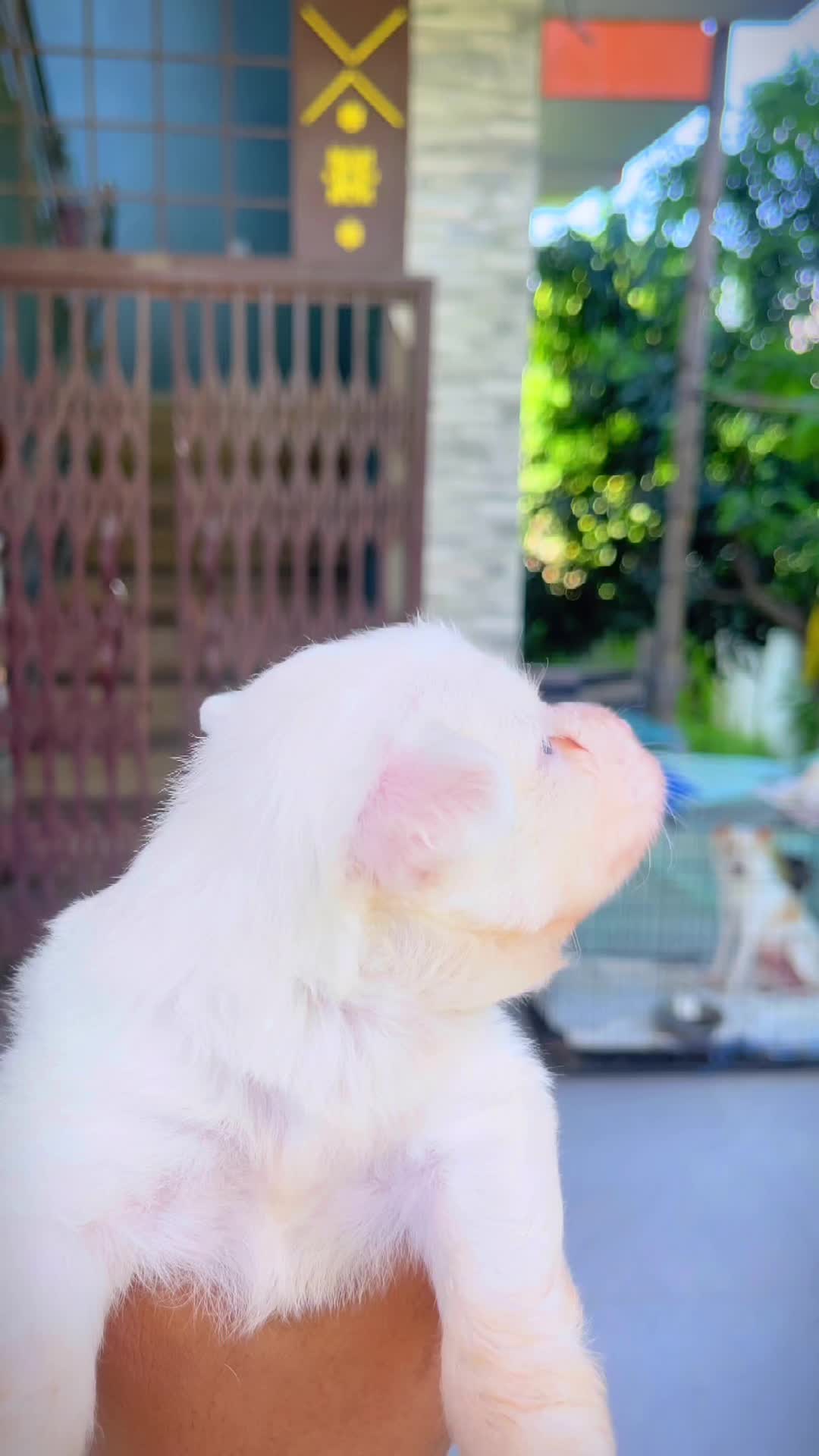 @Lunacyben🤗