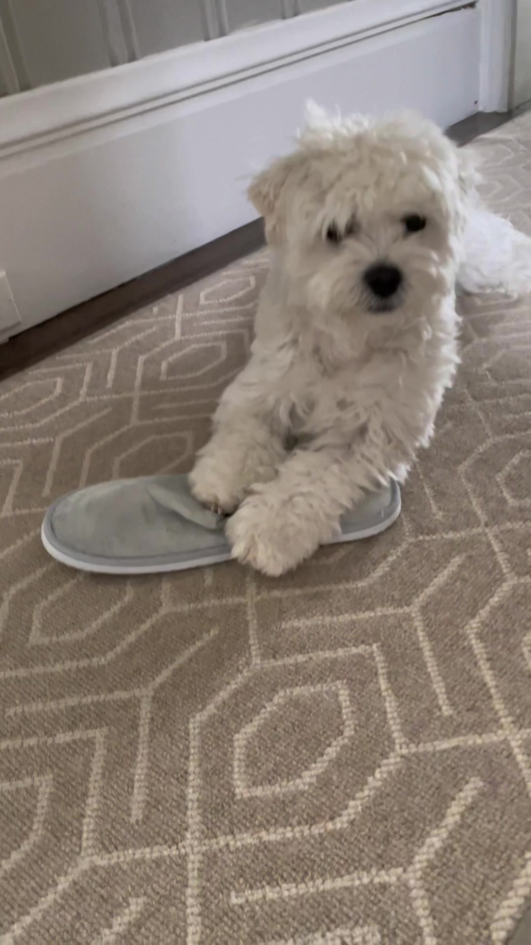 @Cloud the Dog