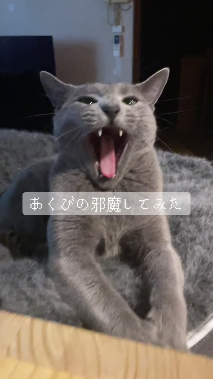@carbuncle20190515