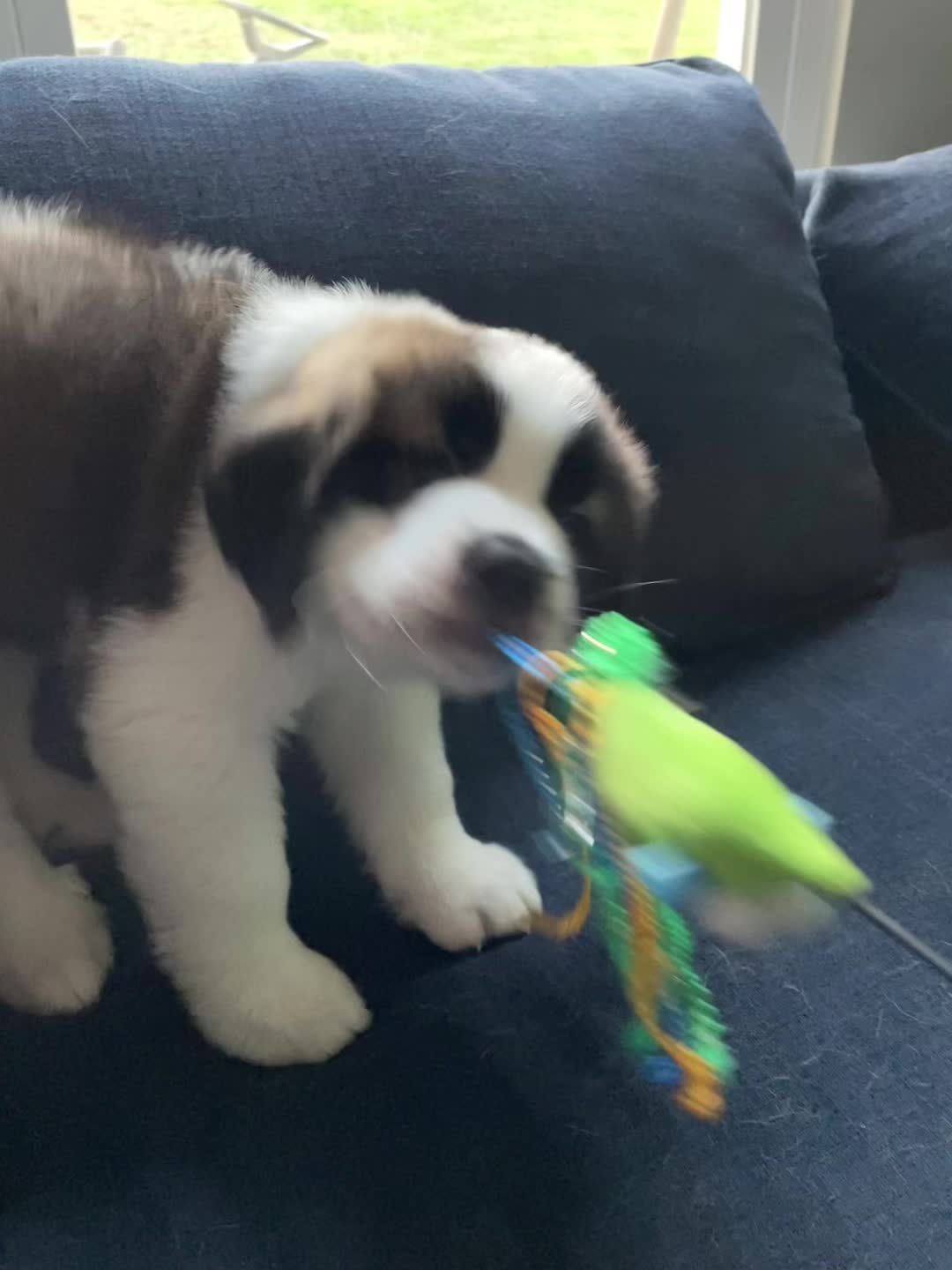 @TheCuriousStBernard
