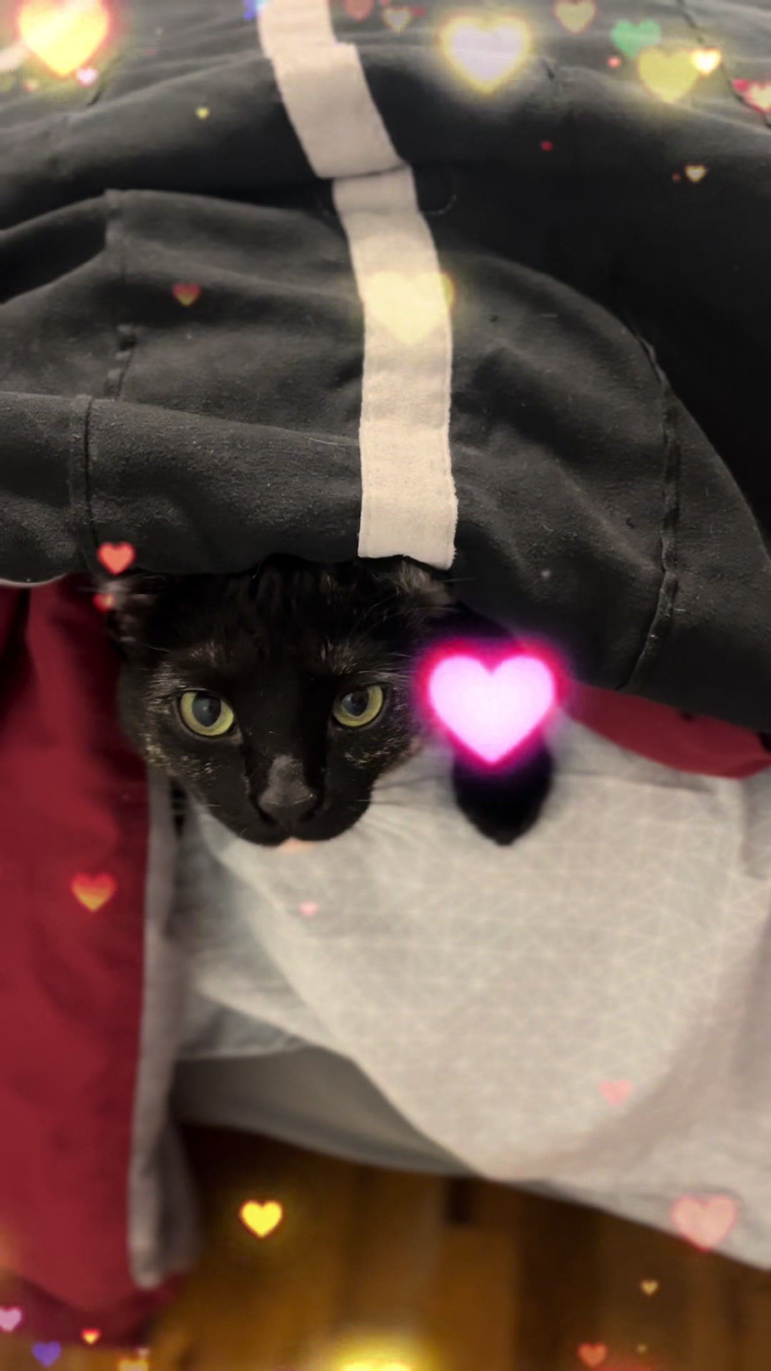 @Purrito, Taylor, and 13