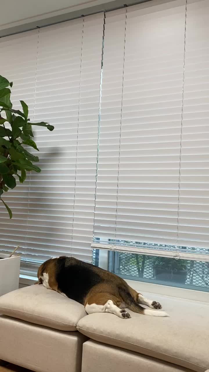 @던밀스