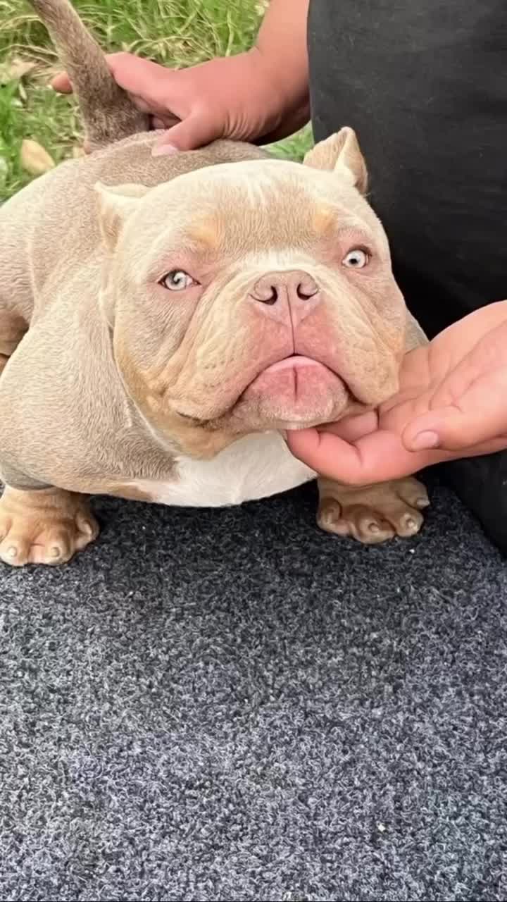 @dominantbluebullies