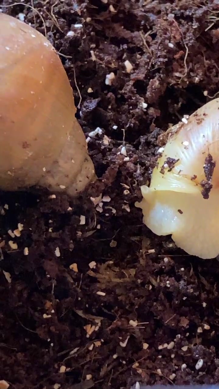 @Улитки ахатины🐌
