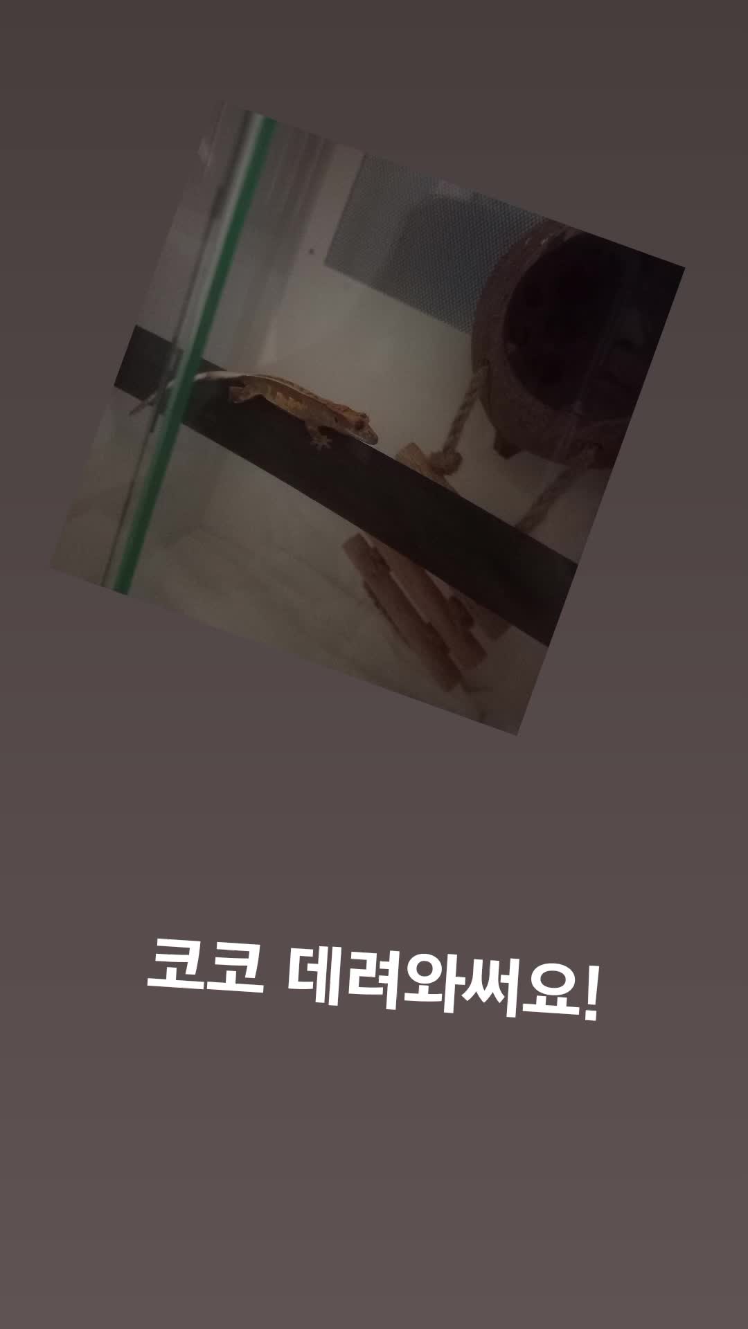 @호랑이서🐯
