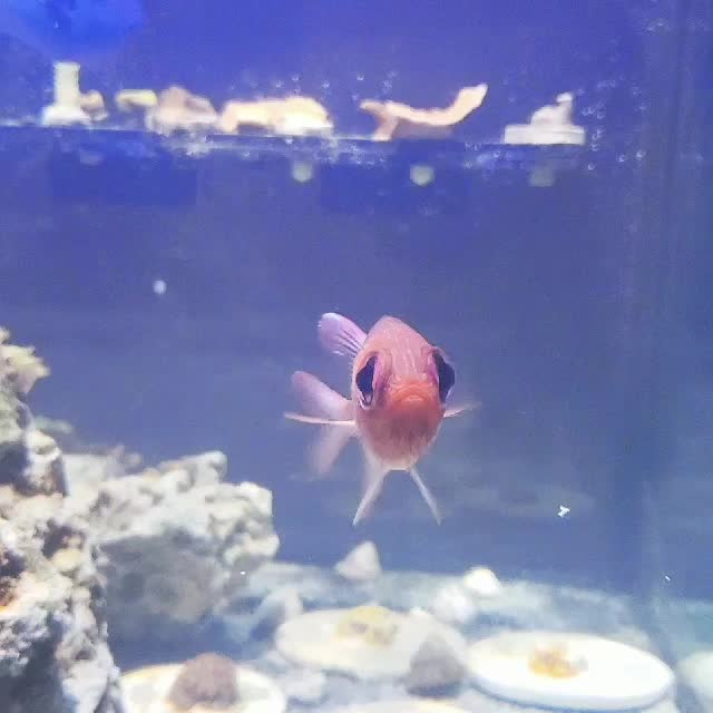 @300gallontank