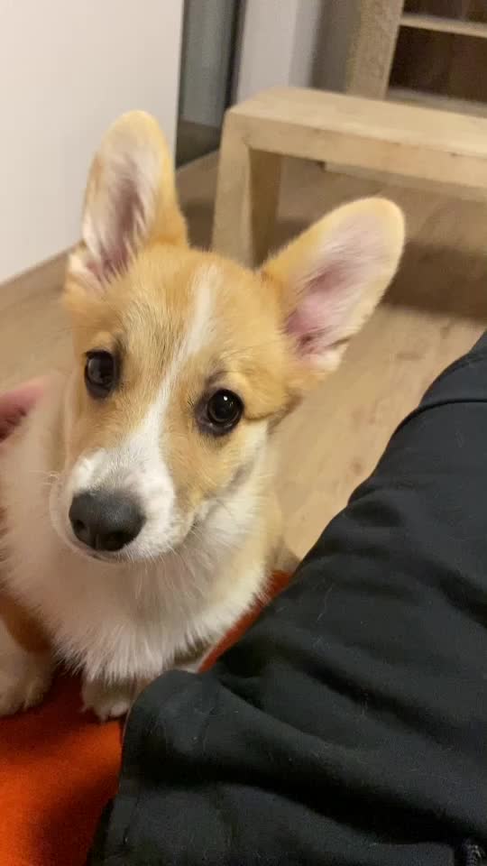 @jasminkathecorgi