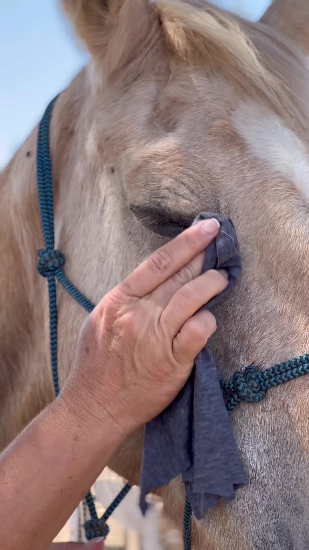 @Hooves &lsquo;n Hearts Equine Rescue