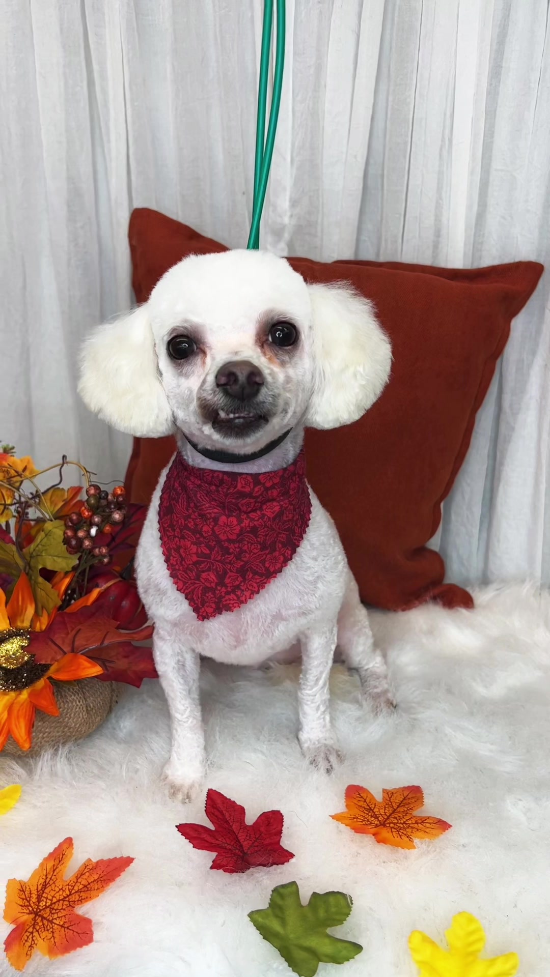 @Bonnies Grooming Llc
