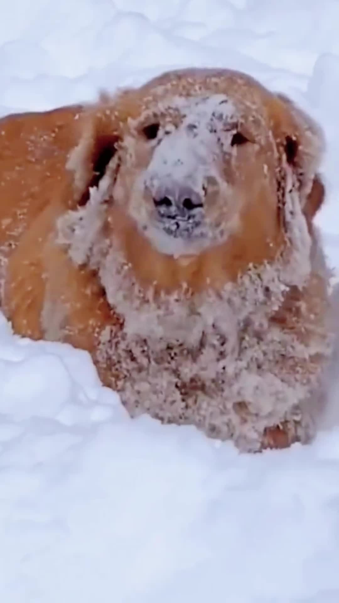 @doepetsupplies