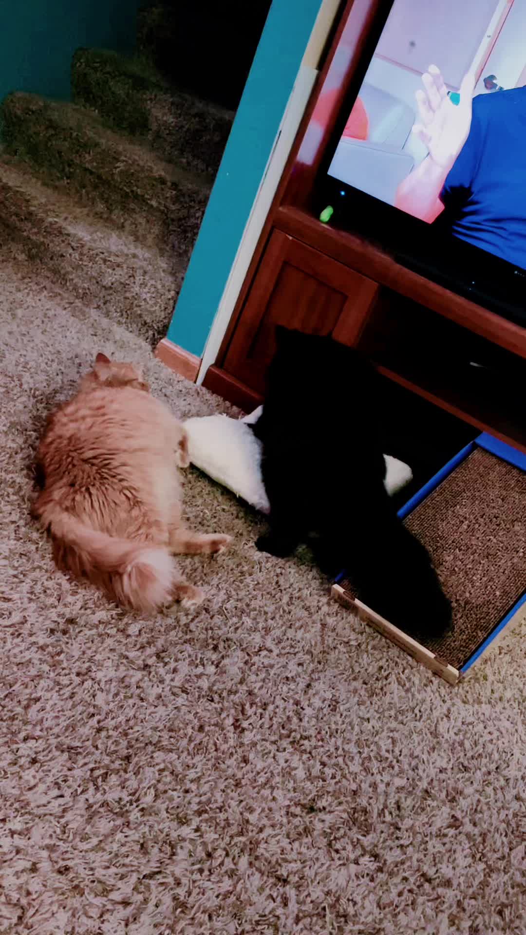 @Brad the CatDad 🐾