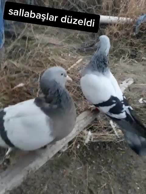 @Muhamet Özsoy