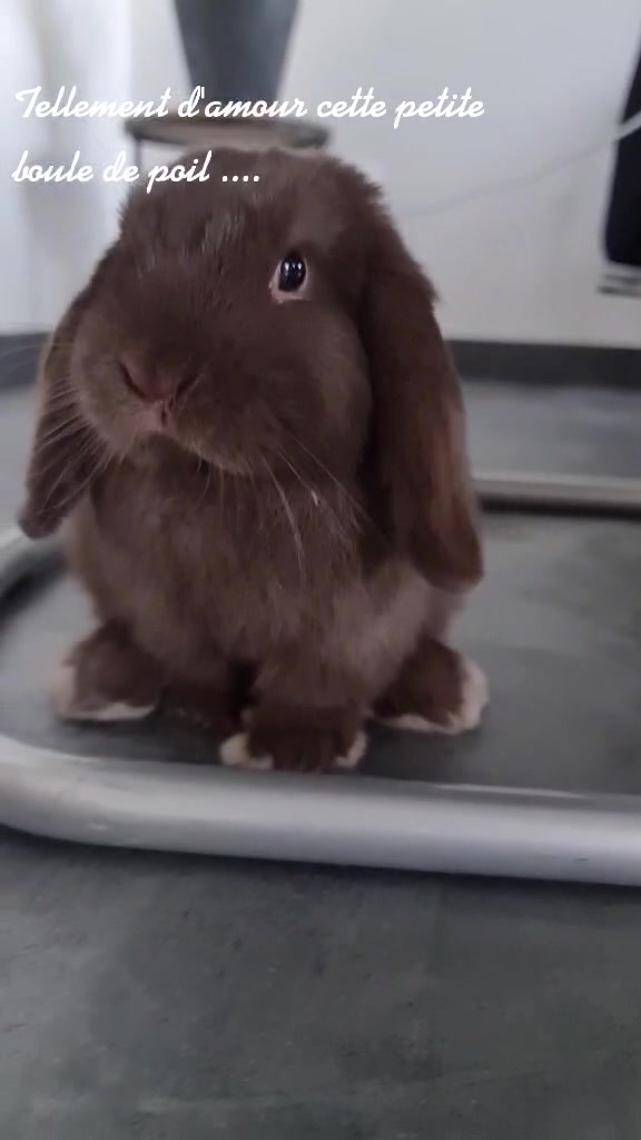 @Odin_le_lapin