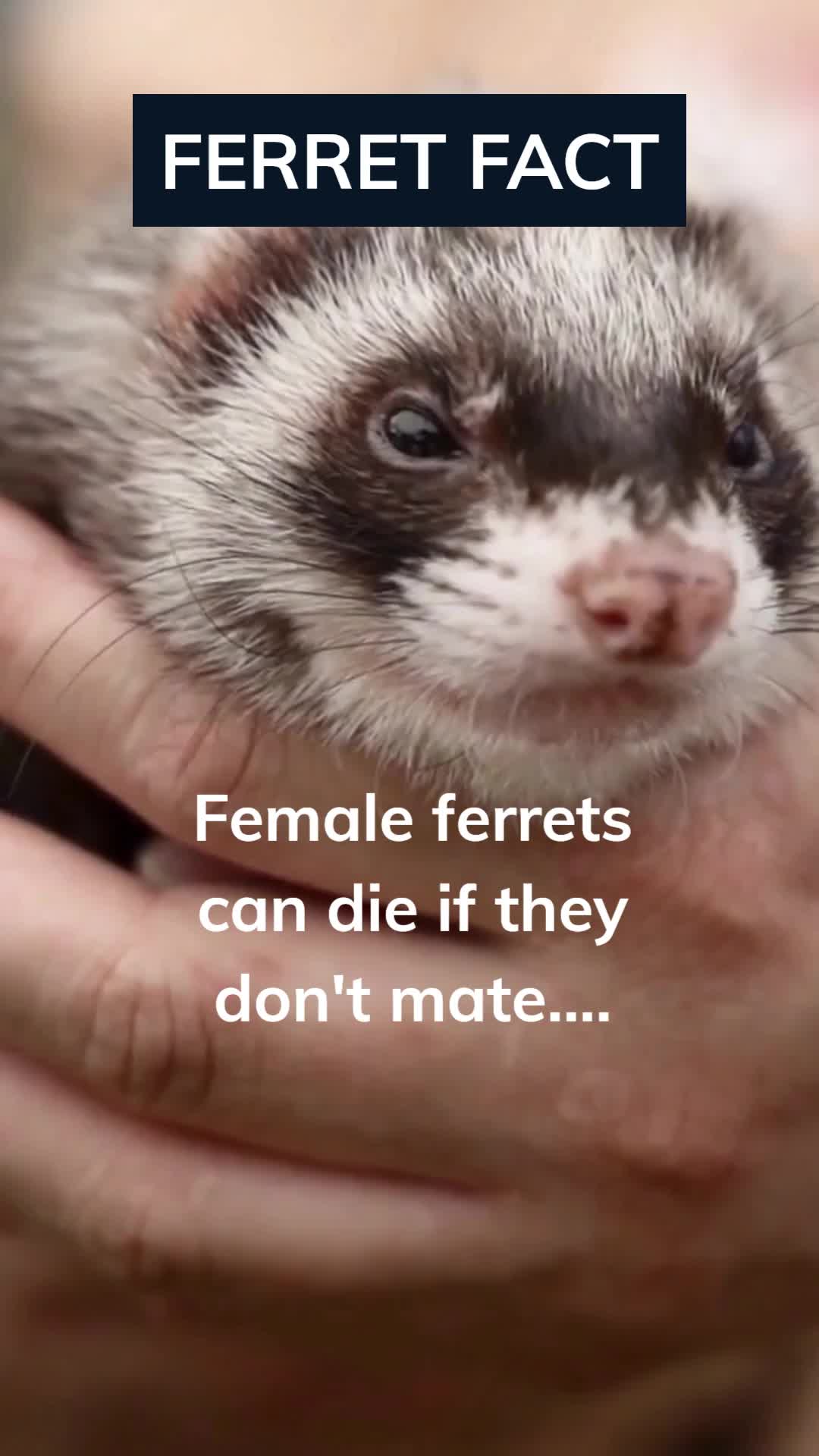 @Amusing Animal Facts