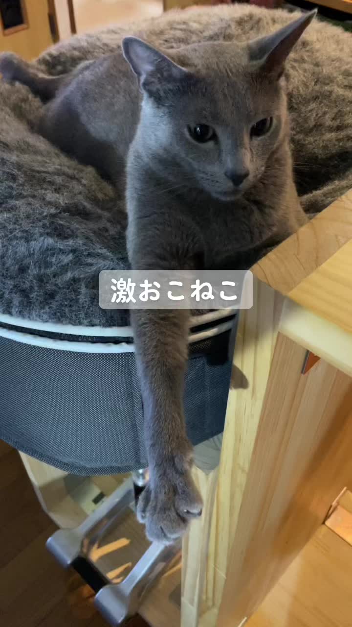 @carbuncle20190515