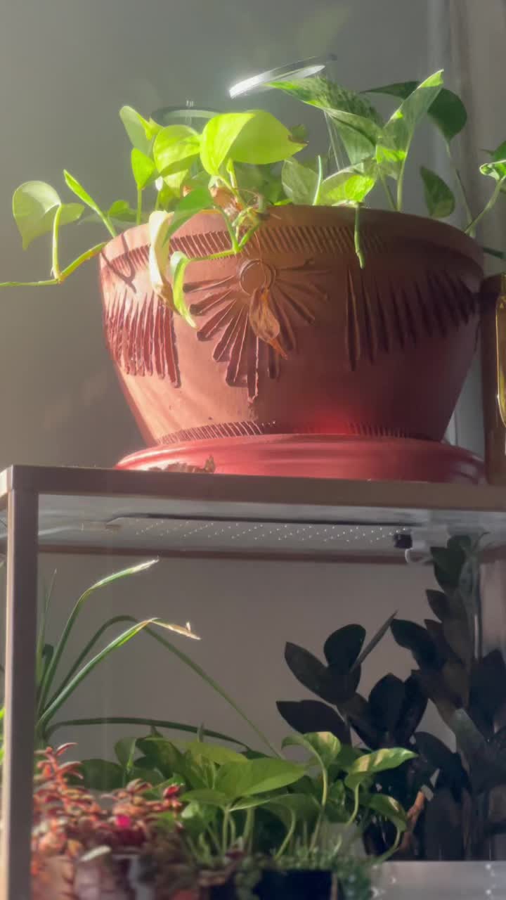 @Island_Plant_Mama