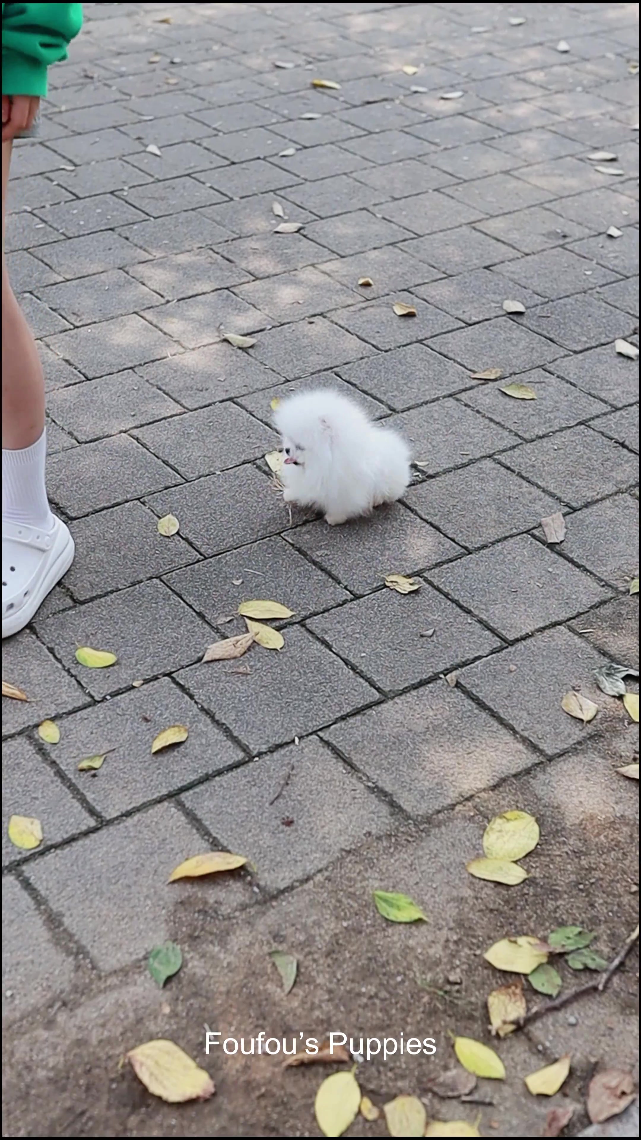 @Dogcastle_TH