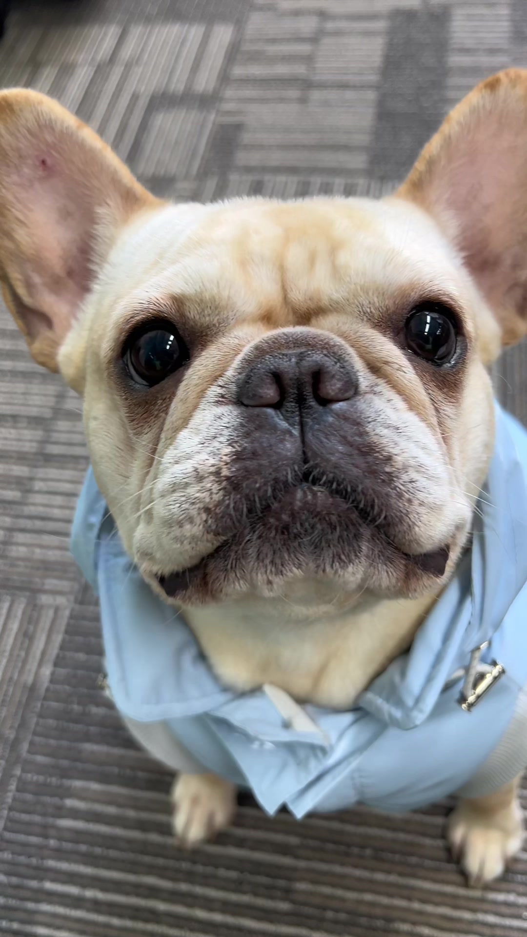 @Furbulous