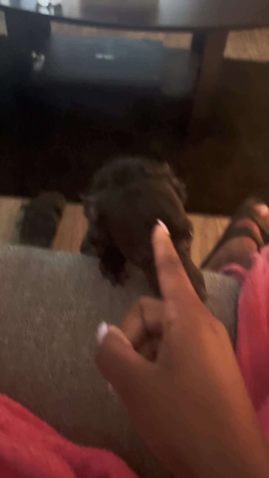 @Blackjack_Chihuahua