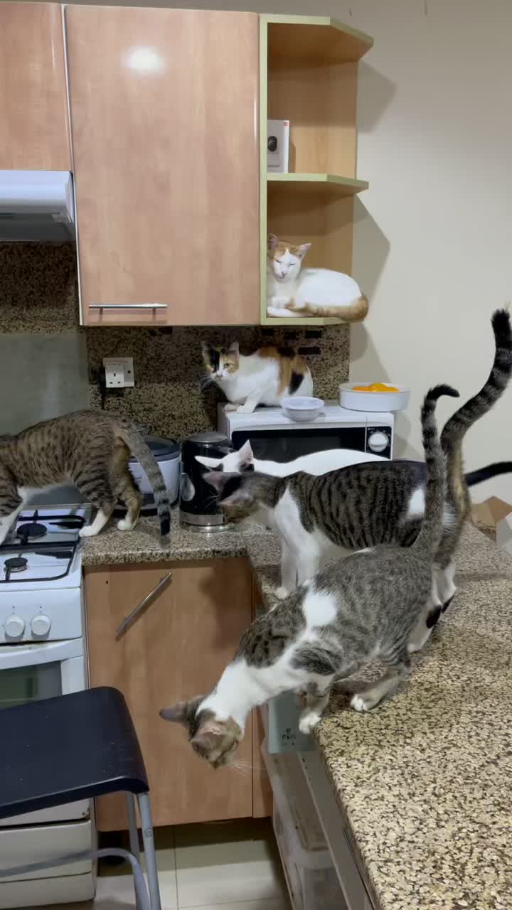@StrayCatsAngel
