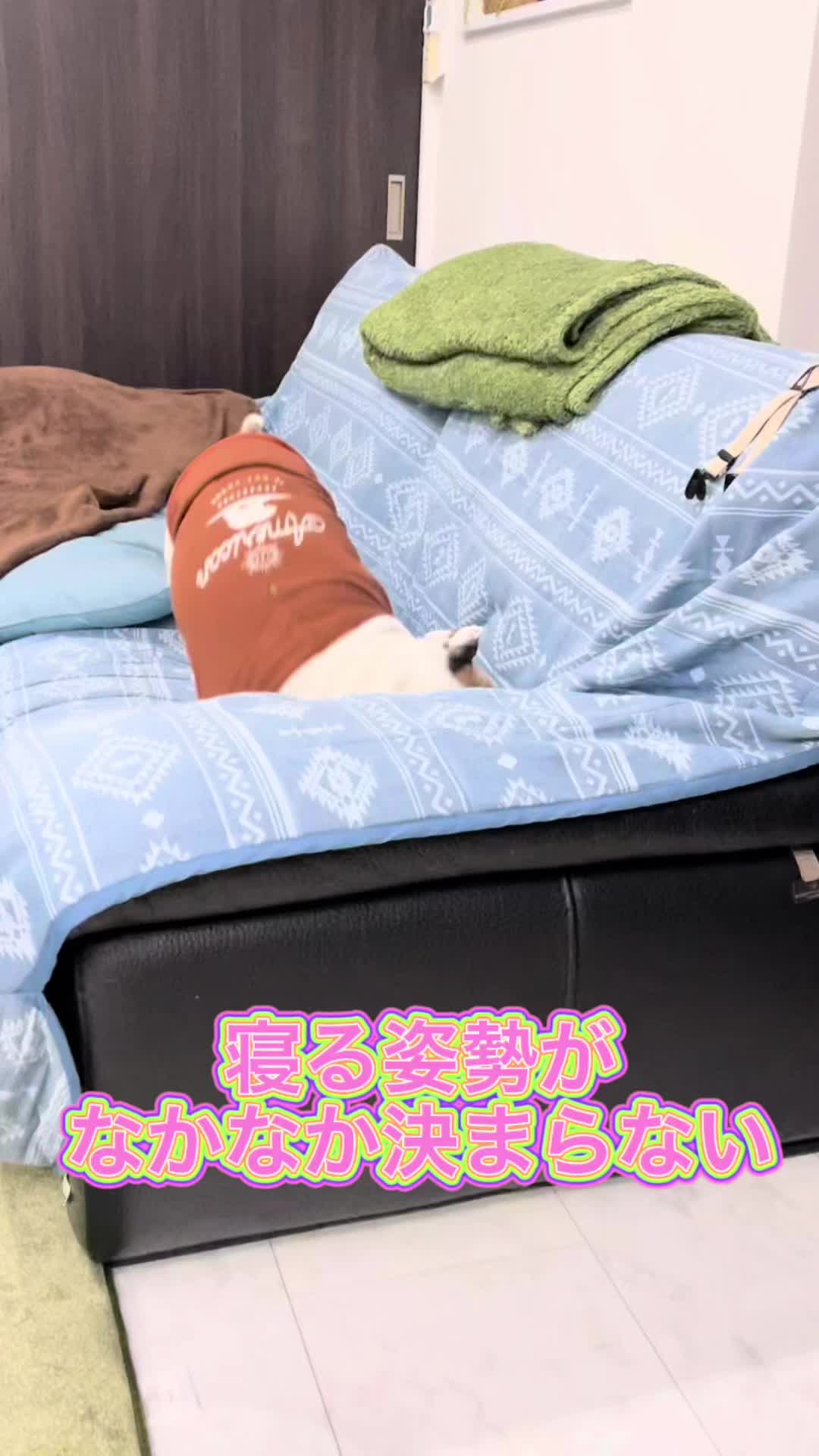 @🧿Mamidogs🧿