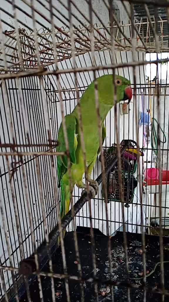 @હટેલો_vaઘેR 👑Mr.k