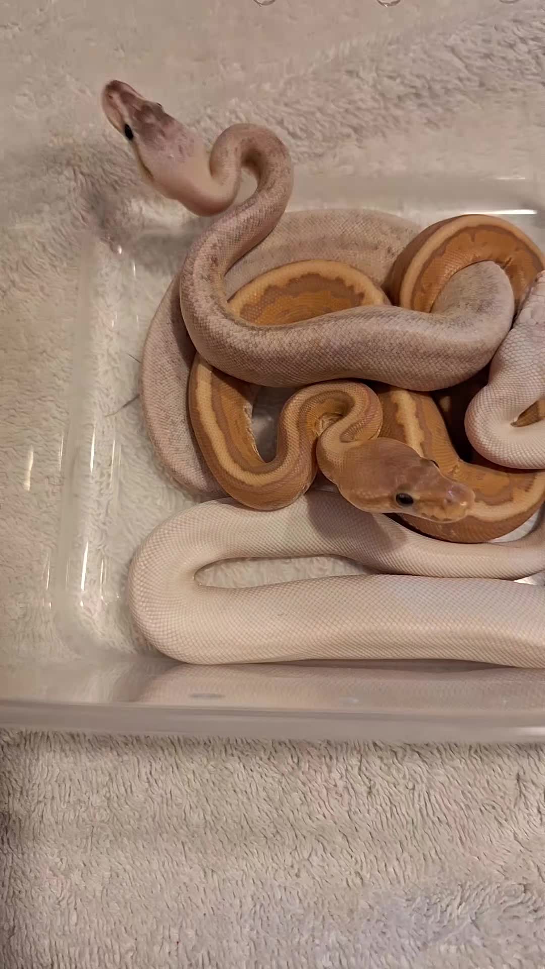 @⛓️🐍Syntr(CRR)🐍⛓️