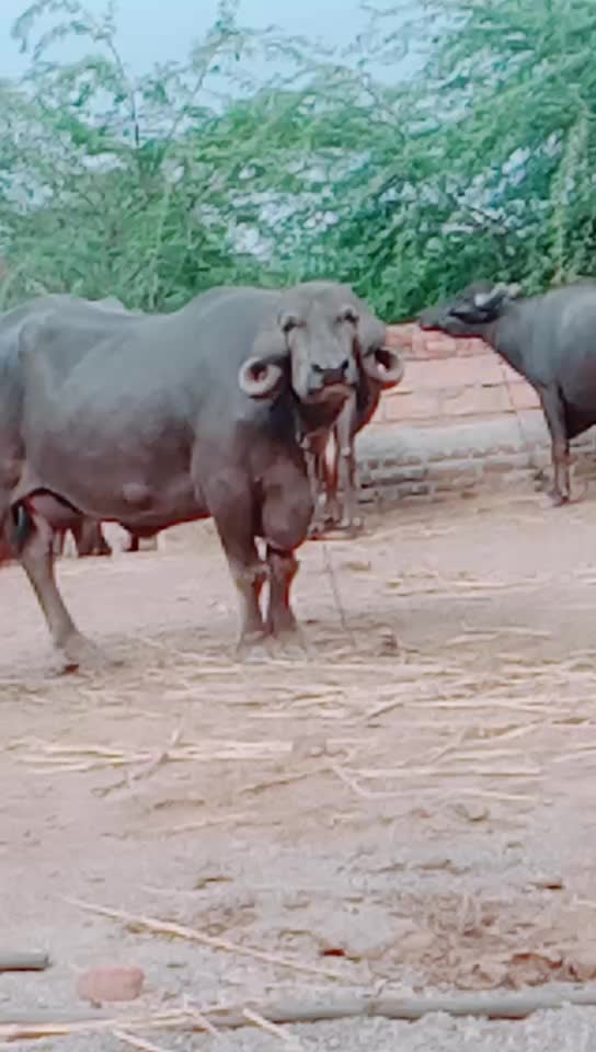 @કેશુભાઈ વાધેલા